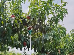 -华盛园卷子王农家菜水库鱼