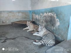 -新疆天山野生动物园