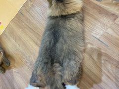 -COLOR PETS 撸猫馆·购猫·猫咖(长风大悦城店)