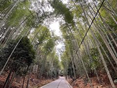 -江西阳明山国家森林公园