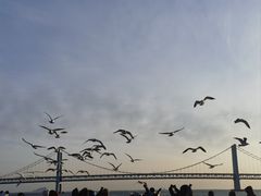-星海湾跨海大桥