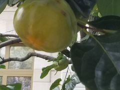 -北京张裕爱斐堡酒庄
