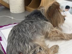 -爱侣宠医·鹦鹉专科·小型哺乳类·异宠专科(灵石路店)