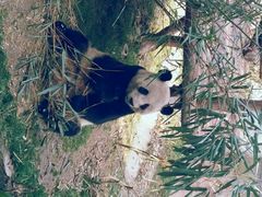 android_upload_pic-成都大熊猫繁育研究基地