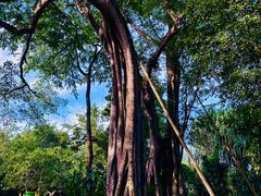 -瑞丽独树成林风景区