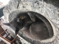 -喵屿·大理花园猫咖