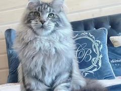 -欣宠猫屋·矮脚拿破仑·蓝金金渐层