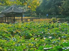 -龙头寺公园