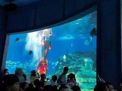-海合安武汉极地海洋公园