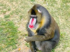 -大连森林动物园