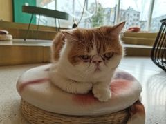 -飞行喵MR PILOT|猫舍·猫咖(静安大融城店)