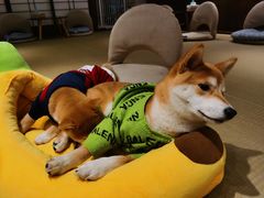 -逗柴咖啡屋·狗咖猫咖宠物桌游