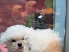 -FAELING PETS美天灵宠物(合生汇店)