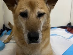 -美联众合动物医院·24h转诊中心