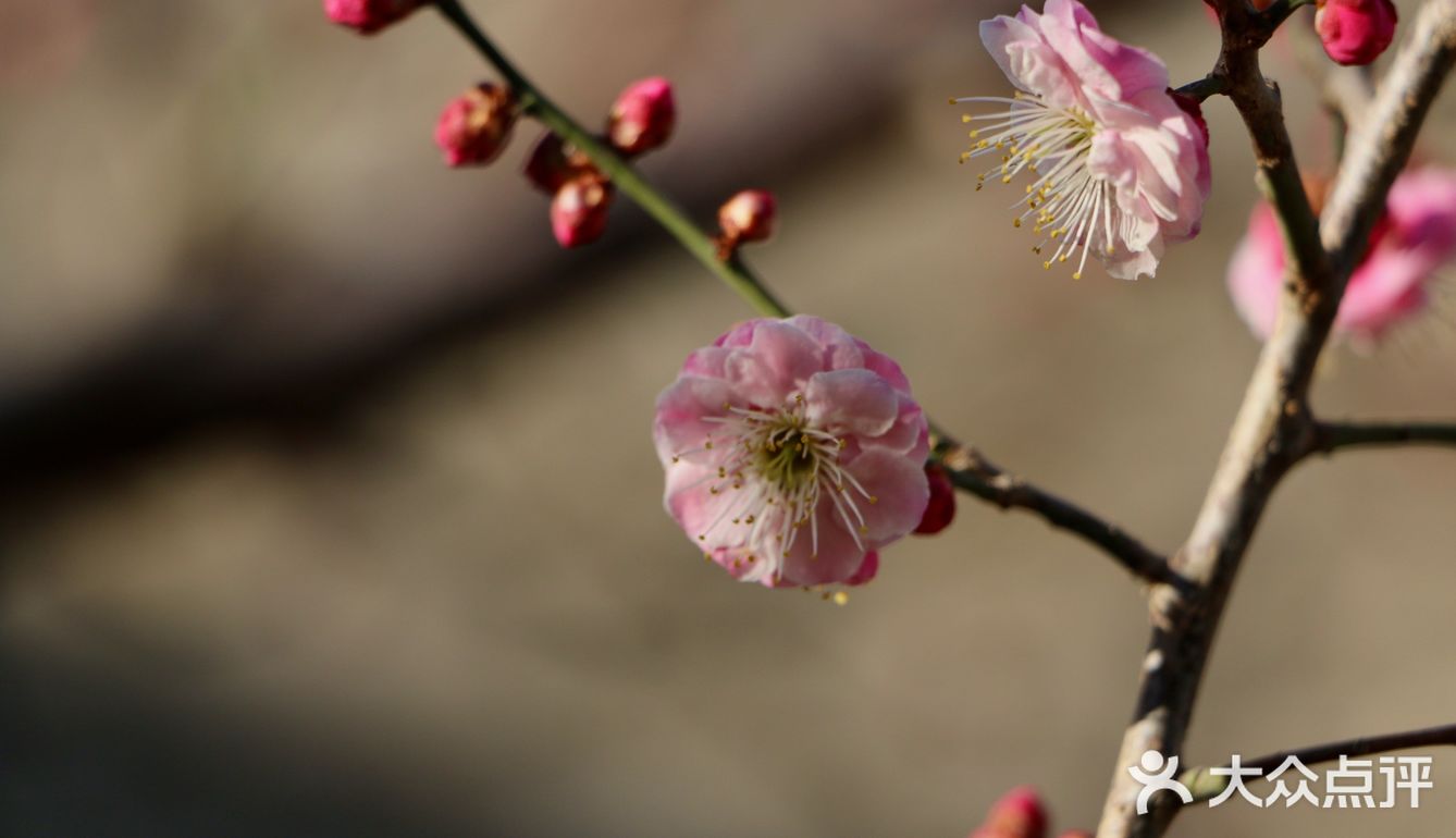 惊蛰节气 惊蜇桃花朵朵压叶枝，春风夜雨玉兰鲜