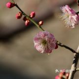惊蛰节气 惊蜇桃花朵朵压叶枝，春风夜雨玉兰鲜
