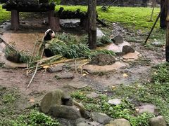 -都江堰中华大熊猫苑