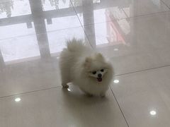 -天宠宠物医院24小时·急重症诊疗中心·全科·腔镜特色(和平分院)