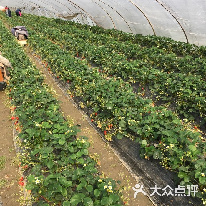 豆子鲜果青浦自采草莓园图片-北京采摘/农家乐-大众点评网