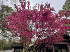 -杭州植物园