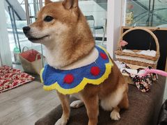 -柴迷FANS CLUB·柴犬狗咖·猫咖