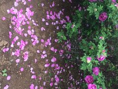 园博园-济南国际园博园