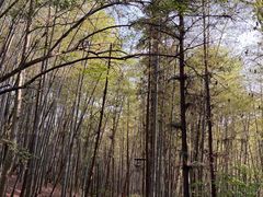-泰山风景名胜区-虎山公园