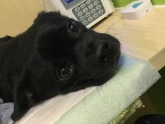 -美联众合动物医院·24h转诊中心