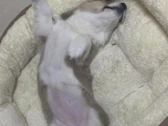 -美联众合宠物医院·爱萌分院·内外科·猫科中心