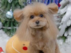 -Oh My Dog宠物沙龙(伊珊娜皮毛护理店)