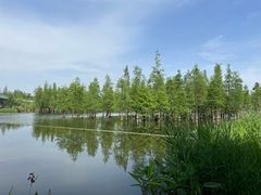 -白鹭湾湿地公园