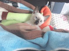 -艾贝尔宠物诊疗