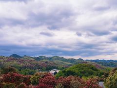 -贵州百里杜鹃风景名胜区
