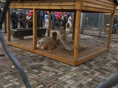 -长白岛森林公园