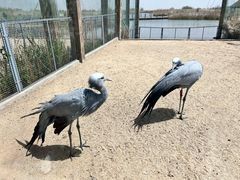 -盐城丹顶鹤湿地生态旅游区