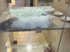 -屋虎猫馆(宝安大仟里店)