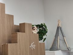 -COLOR PETS 撸猫馆·购猫·猫咖(长风大悦城店)