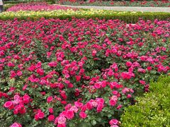 -大望京公园