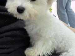 -唐小姐の猫狗洗护·购宠旗舰店(周浦万达店)