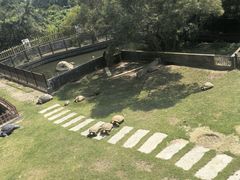 -广东惠东海龟国家级自然保护区