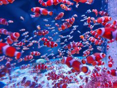 -海合安成都极地海洋公园