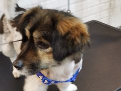 -PETKIT小佩宠物(古北店)