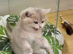 -青奢宠物·青奢猫舍