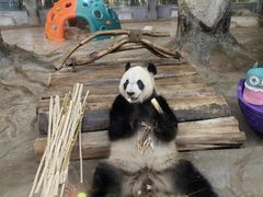 -海南热带野生动植物园
