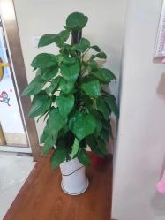 -Dr.林醫生产后修复·超级店(南京江宁同曦店)