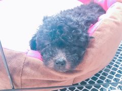 -美联众合宠物医院·爱萌分院·内外科·猫科中心