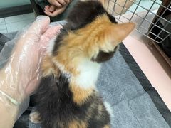 -嘉馨宠物医院·CT影像转诊·心脏科·犬猫全科诊疗中心(下沙大学城院区)