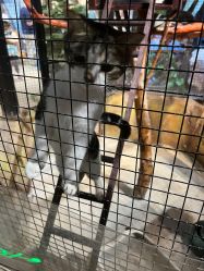 -酷嗒动物文化乐园(cutezoo西溪乐天城店)