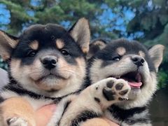 -萌宠之家·腊肠犬·马尔泰·小体犬舍