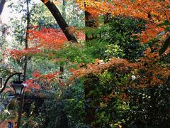 -杭州半山国家森林公园